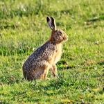 Hare