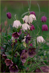 Fritillaria meleagris with Helleborus
