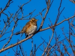 Redwing