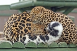 Amur Leopard Cubs - Argun & Anuy (WHF)