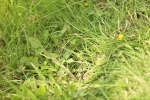 SBM_000989