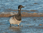 Light Bellied Brent Goose, West Beach, Nairn - January