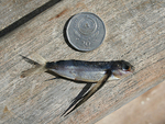 061104 Flying Fish landed on boat