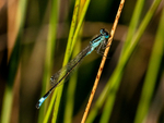 Blue-tailed Damselfly