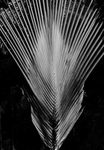 Palm, Singapore.