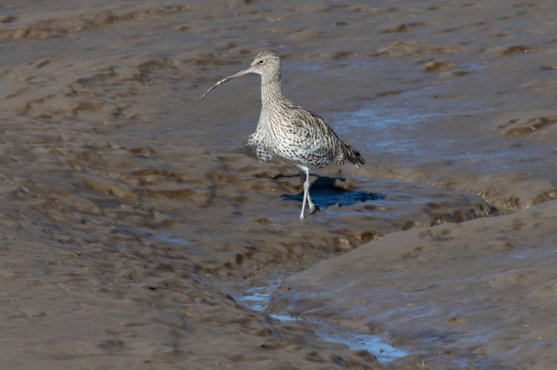 Eurasian Curlew - Dee Estuary - North Wales