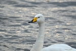 Whooper Swan
