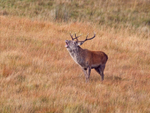 Red Deer - Cervus elaphus