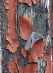 Flaking Paint