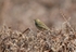 Tree Pipit