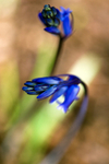 Flower - 8676