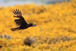 Striated Carcara flying yellow gorse background, Carcass Island