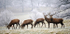 Stags