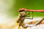 Mating Common darters