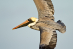 Brown Pelican