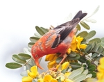 Native Hawaiian Birds portfolio