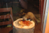 Pine Marten