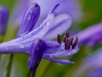 Agapanthus After Rain 2022