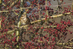 Redwing portfolio