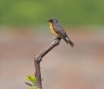 Taiga Flycatcher