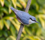 Nuthatch