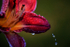 Nature's Tear
