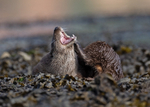 Otter - Lutra lutra
