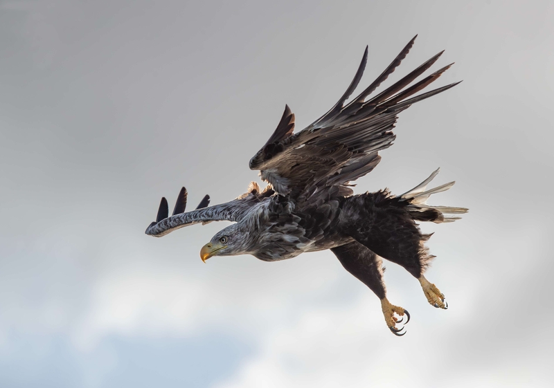 White Tailed Eagle - Isle of Mull - Scotland