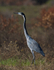 Black-headed Heron (adult) walking in grass near the Park entrance