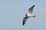 Franklin's Gull flying, underwings shown, Minnesota