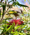 Female Sunbird In My Bottle Brush Tree