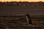 Gentoo heads off at sunset, Sea Lion Island, Falklands