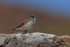 Red-backed Sierra-Finch, side view, El Tatio, Chile