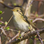 Willow Warbler