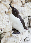 Bridled Guillemot 1