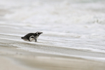 Magellanic Penguin portfolio