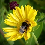Busy Bee