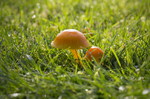 Fungi, Tatton Park, Cheshire