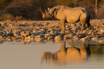 Black Rhino in Etosha