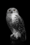 Snowy Owl -RLP_5733