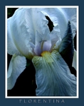 Iris germanica 'Florentina'
