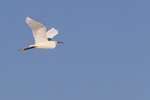 Snowy Egret flying, North Beach, Fort De Soto, Florida