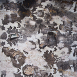 Shawnee Resort (Lancaster, PA) | Mold or Wallpaper Patterns?