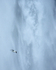 Fulmar flying across waterfall, Seljalandsfoss, Iceland