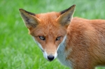 Red Fox