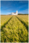 The Barley Field, Ballintoy (IMG0909)
