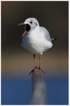 Yawning Gull