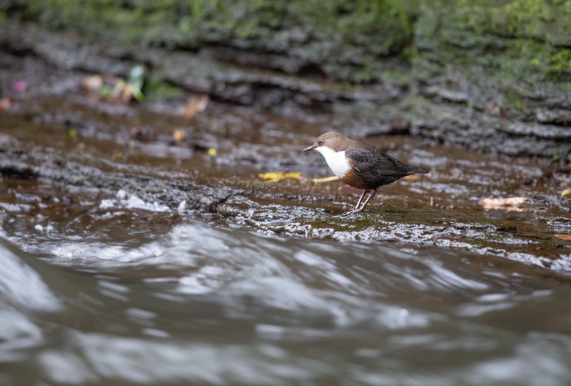 Dipper - River Bollin - Cheshire