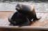 Sea lion - 9629