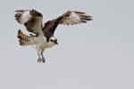Osprey